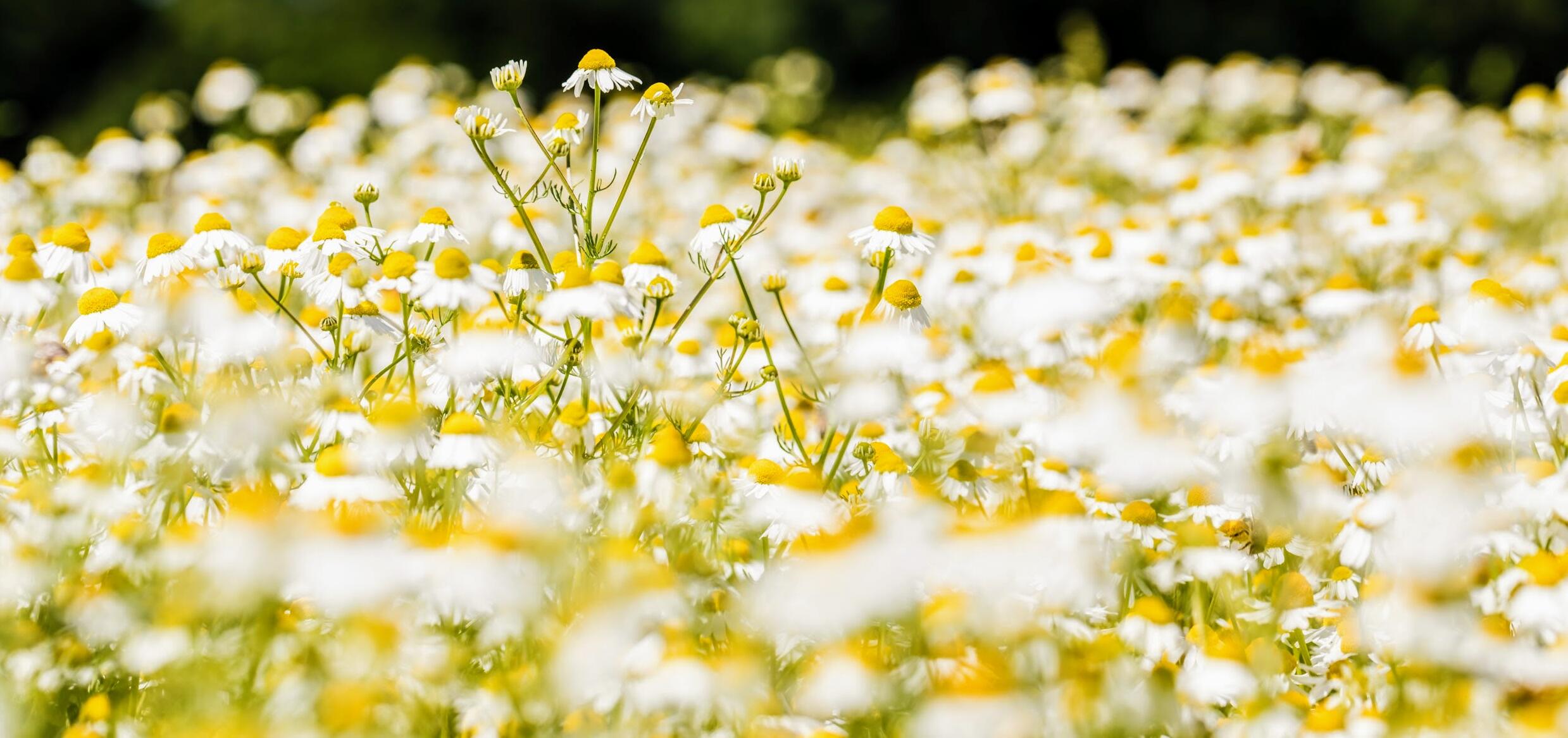 kl_chamomile_active-ingredient_field_plant_2019 -72- 1920x300